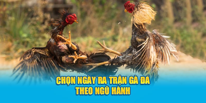 Chọn ngày ra trận gà đá theo ngũ hành