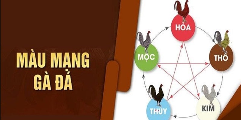 Giới thiệu phương pháp màu mạng gà đá độc đáo